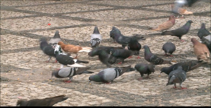 Populações das cidades paraibanas reclamam da presença dos pombos
