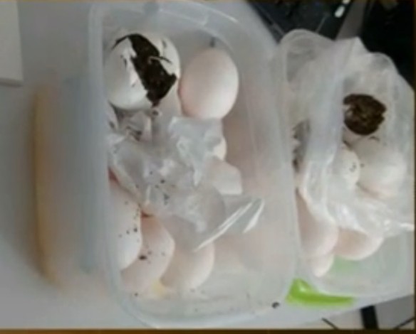 De acordo com a direção, eram cerca de 30 ovos dentro de um saco e fechados em dois potes, mas apenas quatro tinham maconha dentro (Foto: Divulgação/PC)