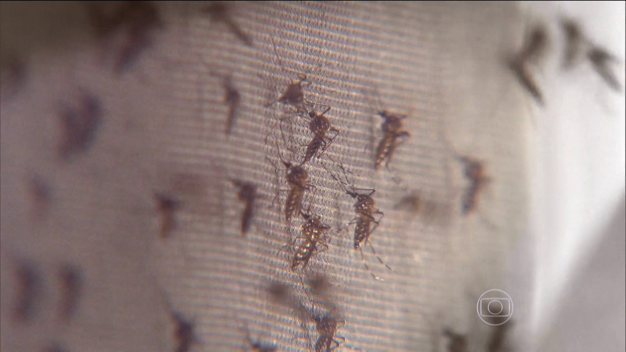 Mosquito aedes, que transmite o vírus da zika (Foto: TV Globo)