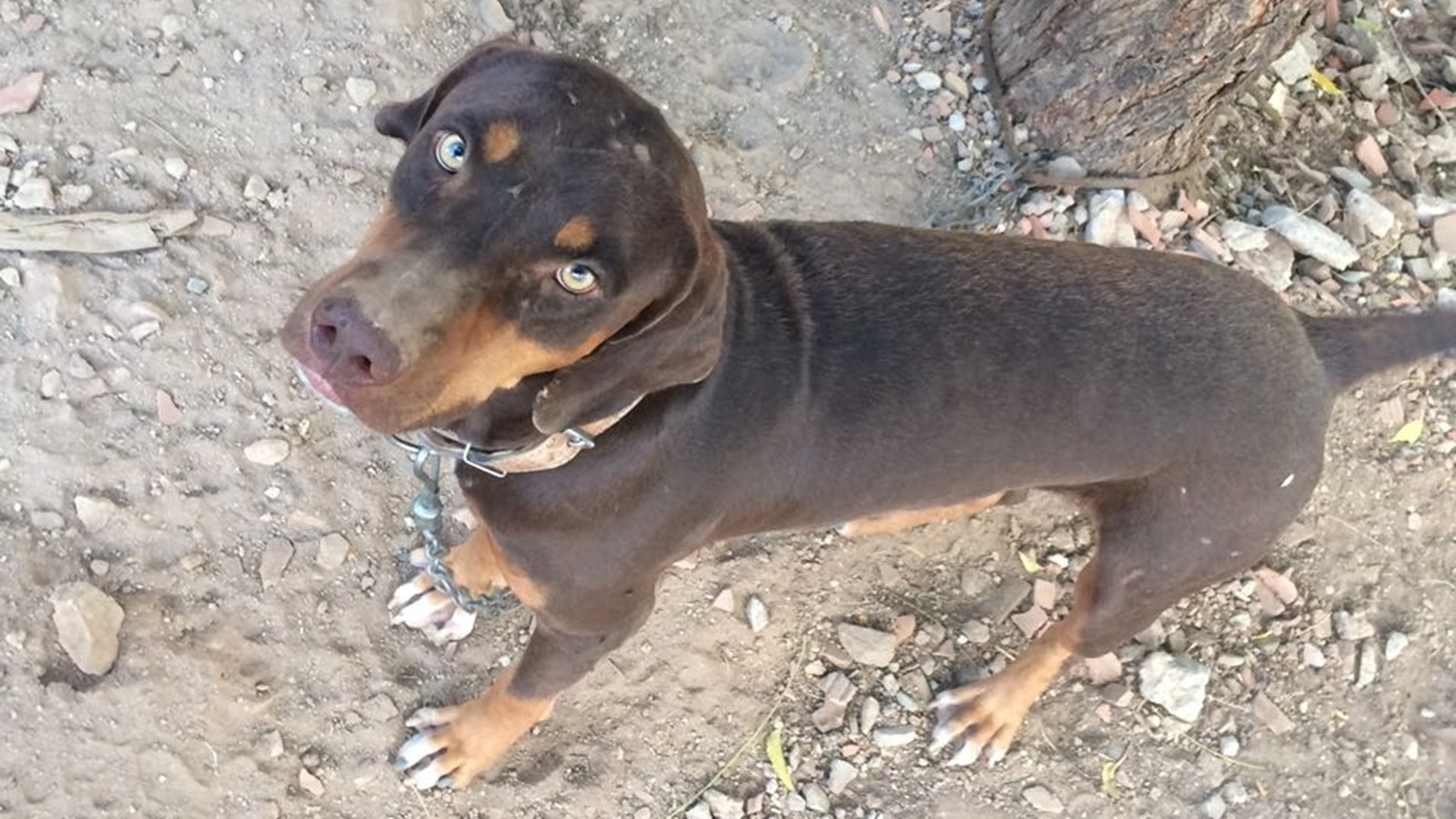 Cachorro do presídio pegou gato que transportava celulares, em Cajazeiras, Sertão da Paraíba (Foto: Tales Alves de Almeida/SEAP)