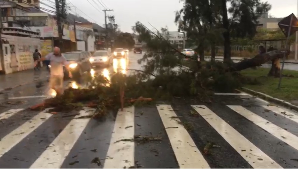 Queda de árvore perto da UFSC, em Florianópolis — Foto: Guarda Municipal de Florianópolis